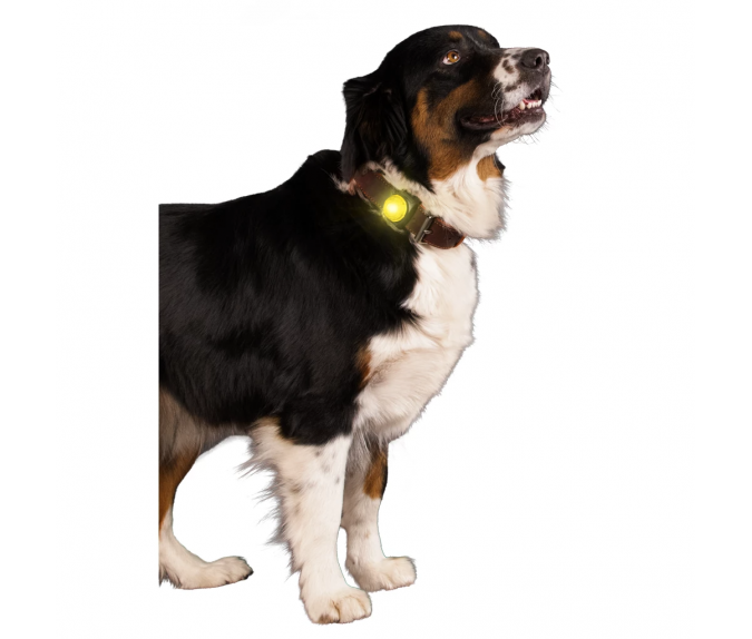 Świecąca zawieszka do obroży dla psa Nightwalk Safety Light