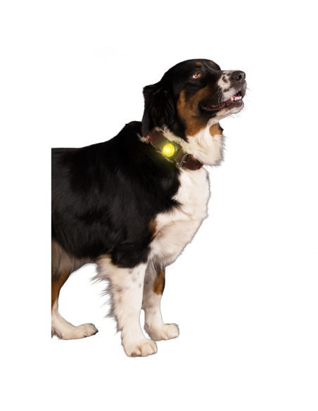 Świecąca zawieszka do obroży dla psa Nightwalk Safety Light