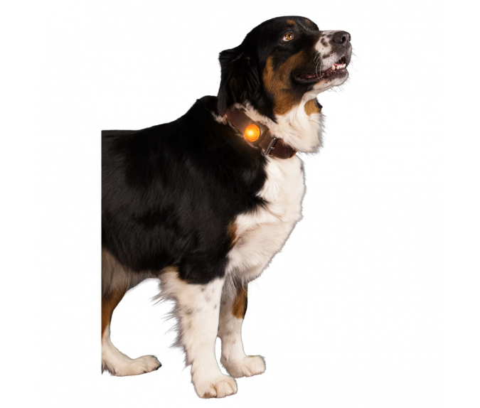 Świecąca zawieszka do obroży dla psa Nightwalk Safety Light