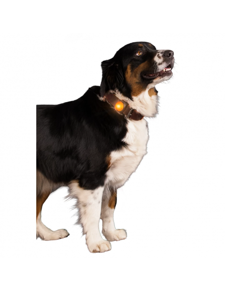 Świecąca zawieszka do obroży dla psa Nightwalk Safety Light