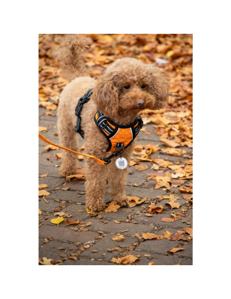 Szelki bez uciskowe dla psa Spotted! Pro