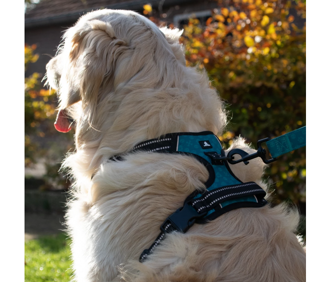 Szelki bez uciskowe dla psa Spotted! Pro