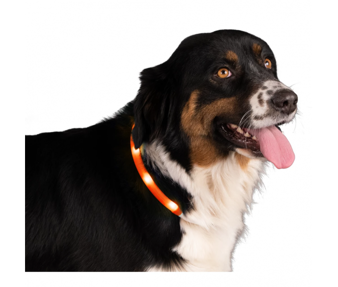 Świecąca obroża One Size Nightwalk Safety Collar