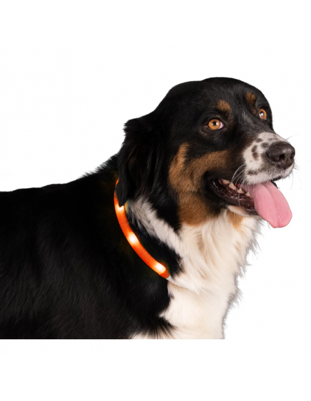 Świecąca obroża One Size Nightwalk Safety Collar