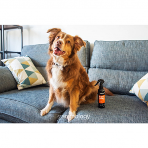 Szampon dla psów Animology Dirty Dawg No Rinse 250 ml 2