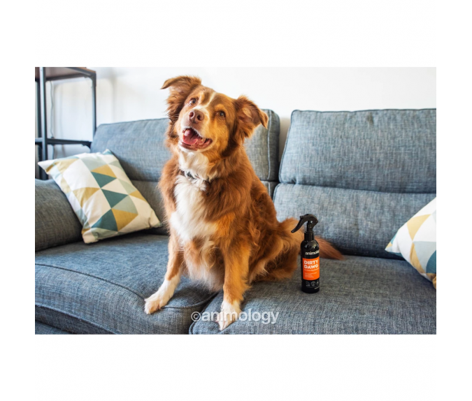 Szampon dla psów Animology Dirty Dawg No Rinse 250 ml