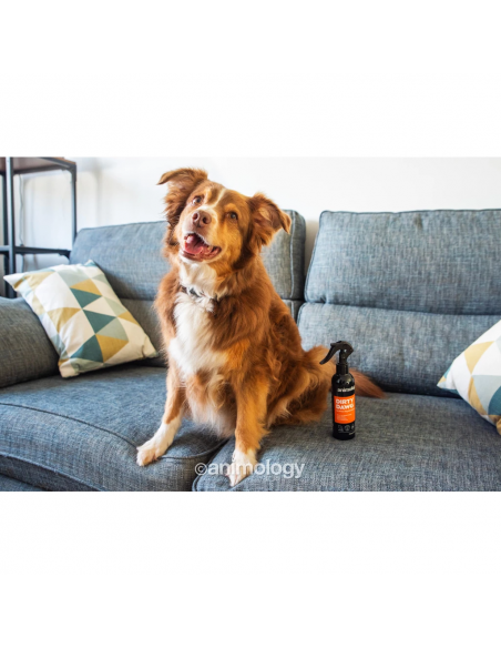 Szampon dla psów Animology Dirty Dawg No Rinse 250 ml