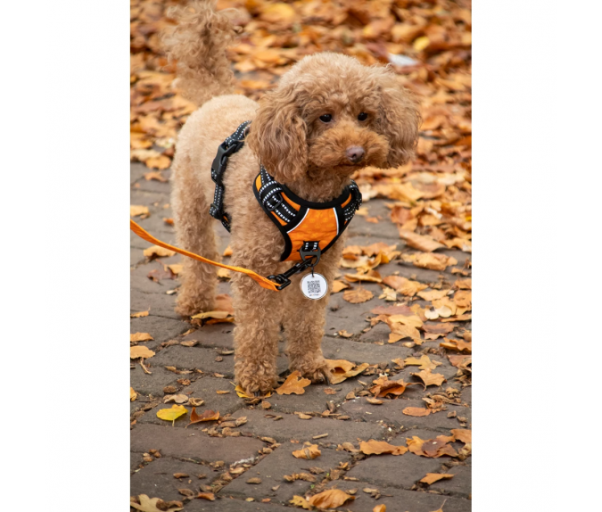 Szelki Spotted! Pro NO-PULL z cyfrowym identyfikatorem