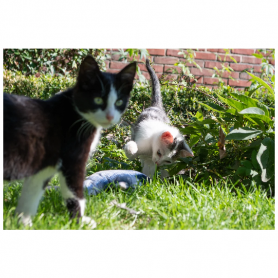 Interaktywna rybka dla kota z portem USB Robocat Goldfish 2